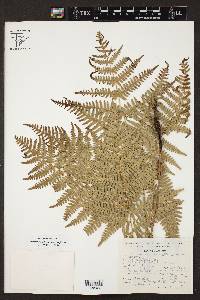 Pteridium feei image