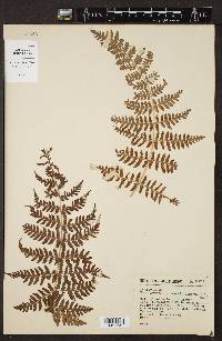 Dryopteris maxonii image