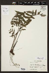 Asplenium perplexum image