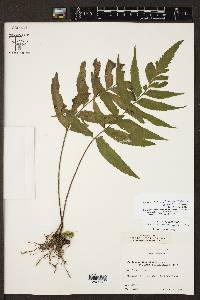 Hymenasplenium delitescens image