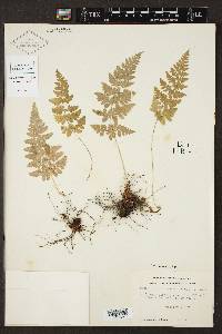 Dryopteris cinnamomea image