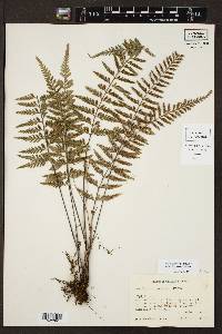 Asplenium sphaerosporum image