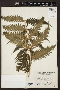 Woodwardia spinulosa image