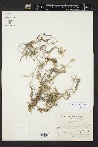 Selaginella schaffneri image