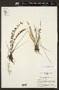 Myriopteris aurea image