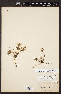 Myriopteris pringlei subsp. pringlei image