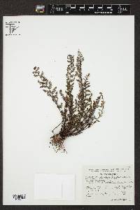 Notholaena schaffneri image