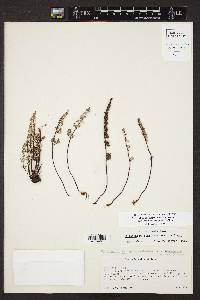 Argyrochosma limitanea subsp. mexicana image