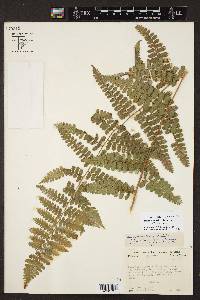 Dennstaedtia globulifera image