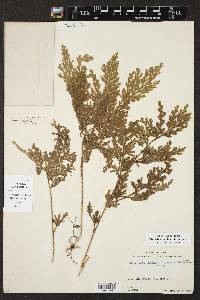 Selaginella pulcherrima image