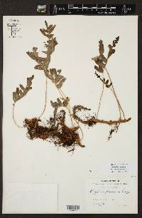 Polypodium arcanum var. septentrionale image