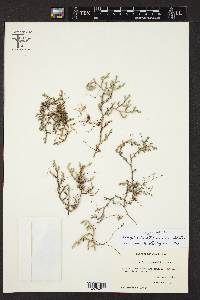 Selaginella steyermarkii image