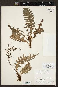 Austroblechnum lherminieri image