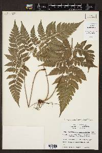 Polystichopsis chaerophylloides image