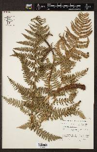 Dryopteris arguta image