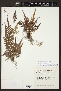 Blechnum caudatum image