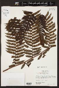 Cyathea bicrenata image