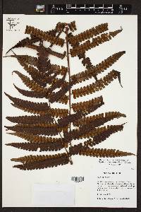 Cyathea subtropica image