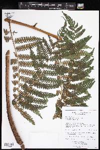 Cyathea fulva image