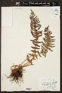 Dryopteris saffordii image