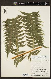 Pteris arborea image