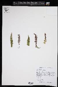 Asplenium bradleyi image