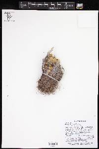 Selaginella ribae image