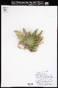 Selaginella ribae image