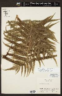 Pelazoneuron ovatum var. lindheimeri image