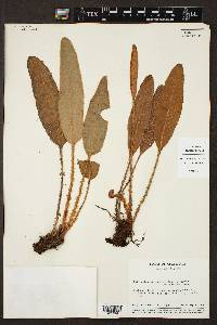 Elaphoglossum muscosum image