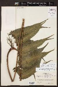 Steiropteris glandulosa var. brachyodus image
