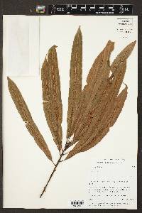 Oleandra costaricensis image