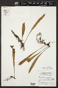 Pleopeltis polylepis var. interjecta image