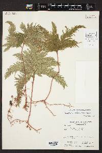 Selaginella umbrosa image