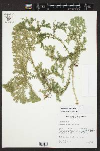 Selaginella trisulcata image