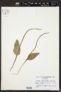 Ophioglossum vulgatum subsp. vulgatum image