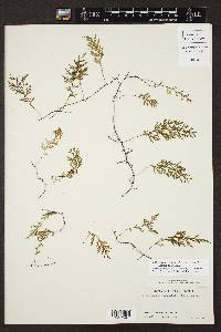 Polyphlebium hymenophylloides image