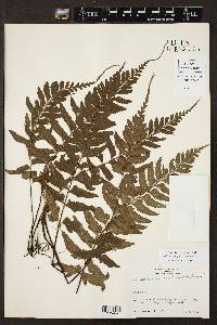 Asplenium perplexum image