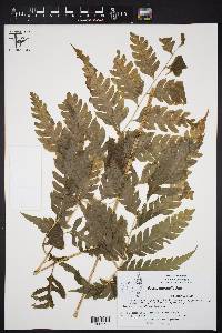 Pteris muricella image