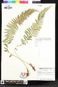 Polystichum imbricans image