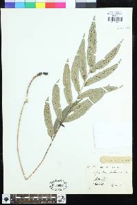 Dryopteris podophylla image