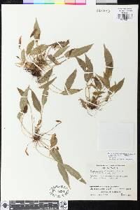 Elaphoglossum lanceum image