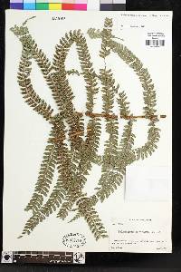 Polystichum concinnum image