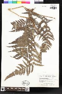 Lastreopsis marginans image