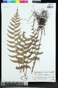 Polystichum lepidocaulon image