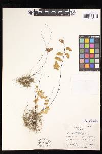 Adiantum philippense image