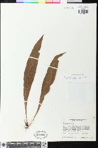 Elaphoglossum killipianum image