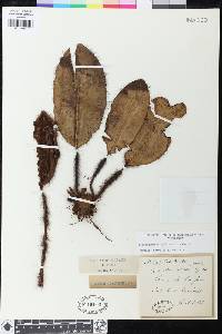 Elaphoglossum crinitum image