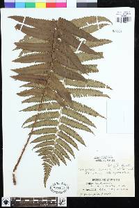 Dryopteris dickinsii image