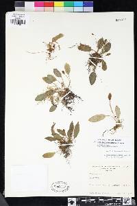 Elaphoglossum curtii image